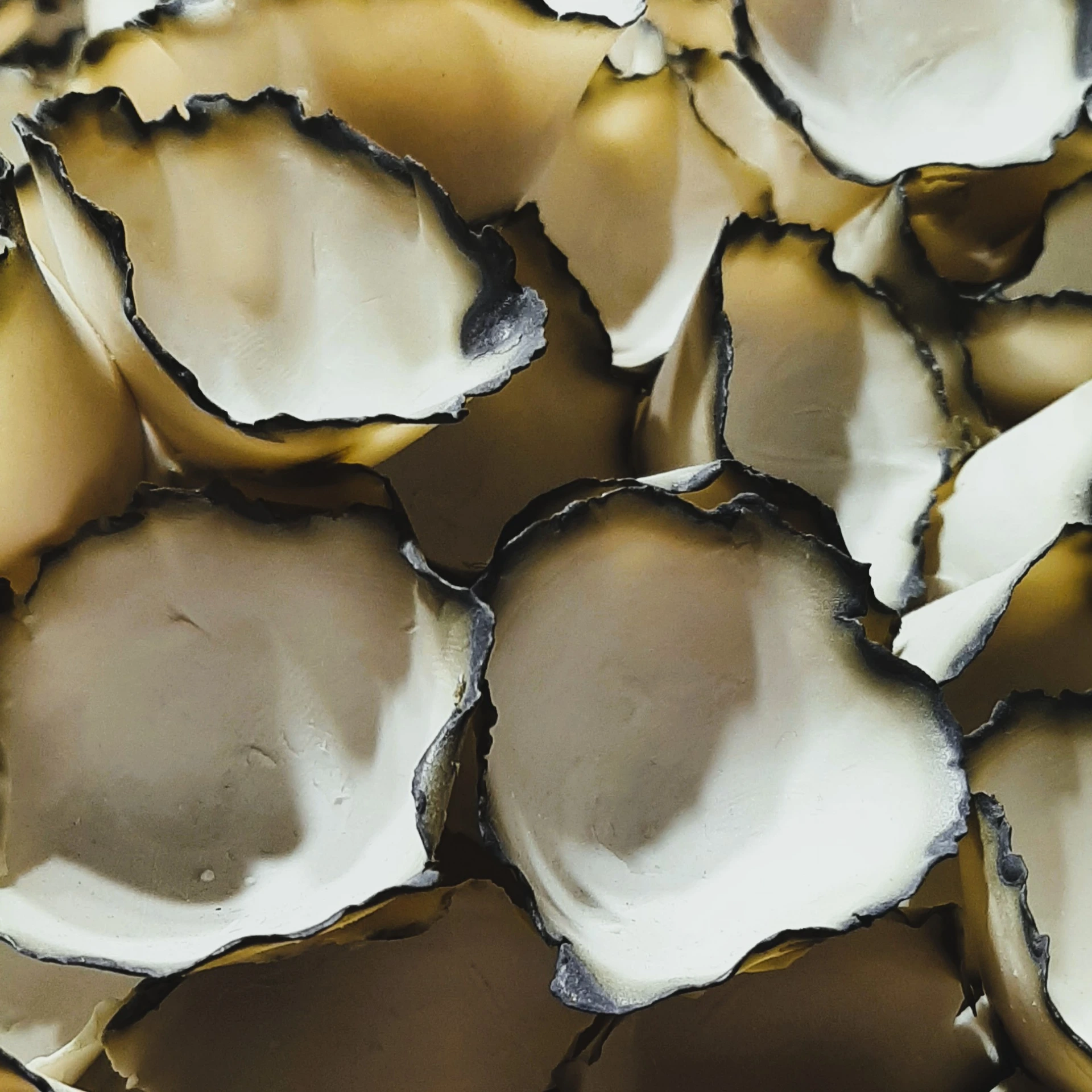 Oyster (30x30, Keret + Paszpartúra)