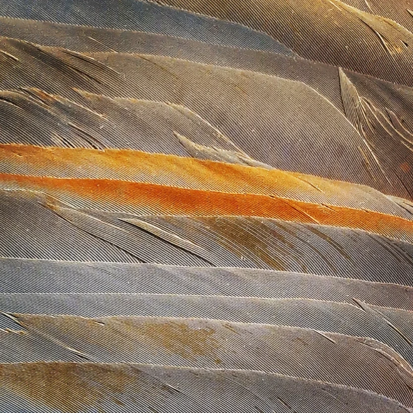 Feathers I. (30x30, Keret + Paszpartúra)