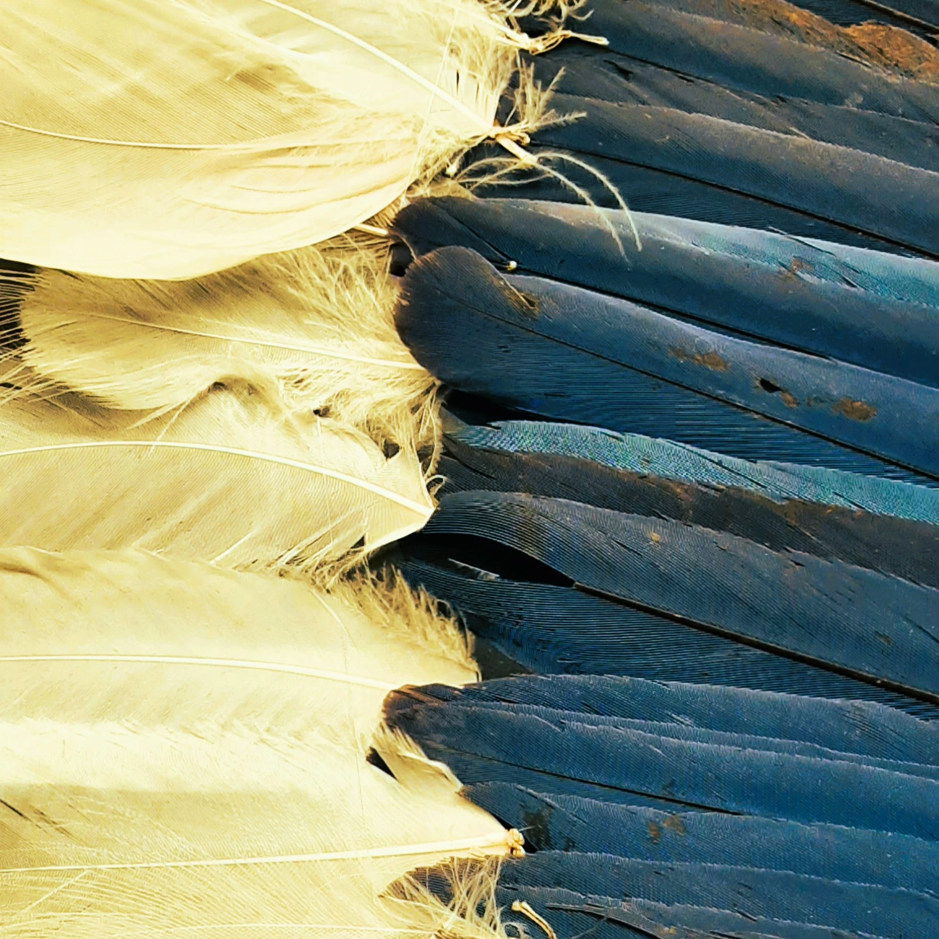 Feathers II. (30x30, Keret + Paszpartúra)